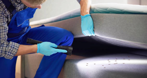 Best Flea Control Services  in Denmark, SC